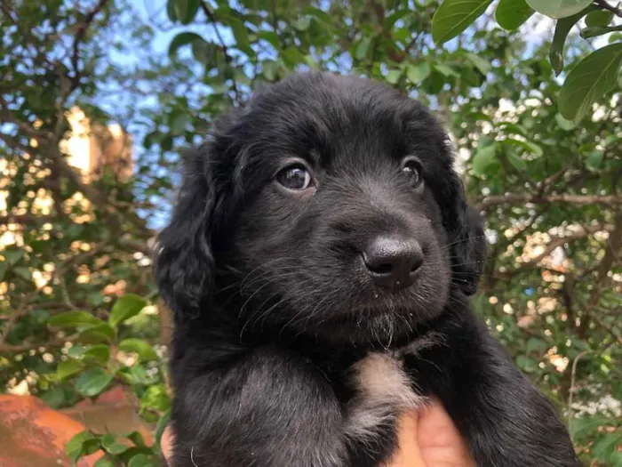 Cachorro raça SRD  idade Abaixo de 2 meses nome Sem nome