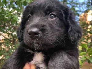 Cachorro raça SRD  idade Abaixo de 2 meses nome Sem nome