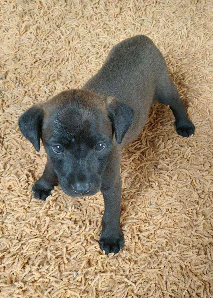 Cachorro raça Chau chau misturado idade Abaixo de 2 meses nome No momento n tem nom