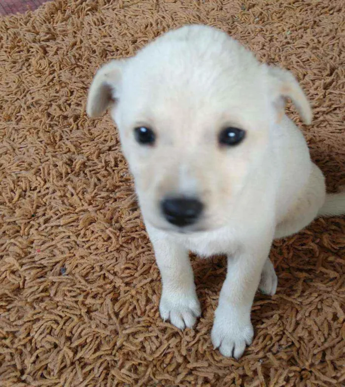 Cachorro raça Chau chau misturado idade Abaixo de 2 meses nome No momento n tem nom