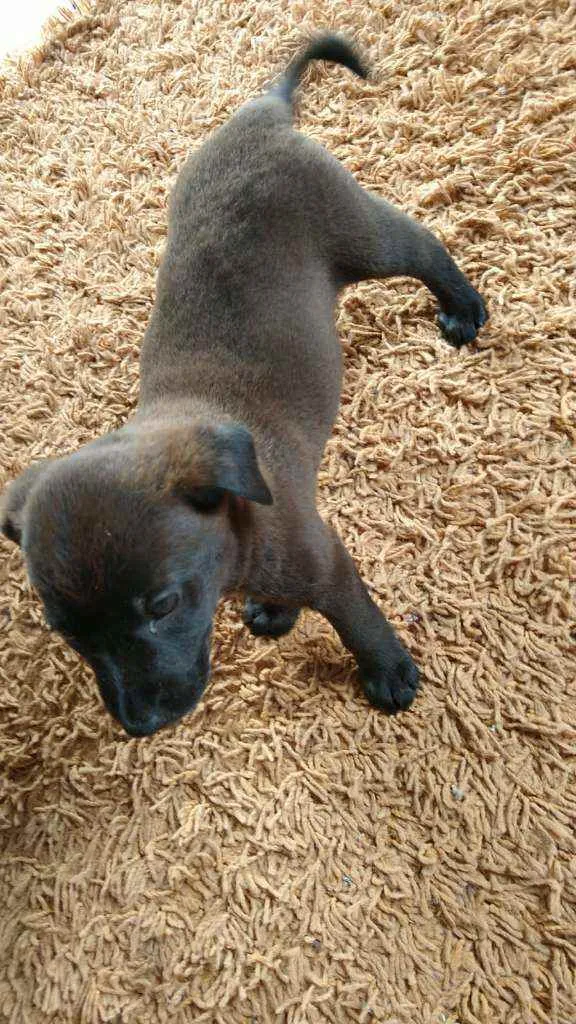 Cachorro raça Chau chau misturado idade Abaixo de 2 meses nome No momento n tem nom