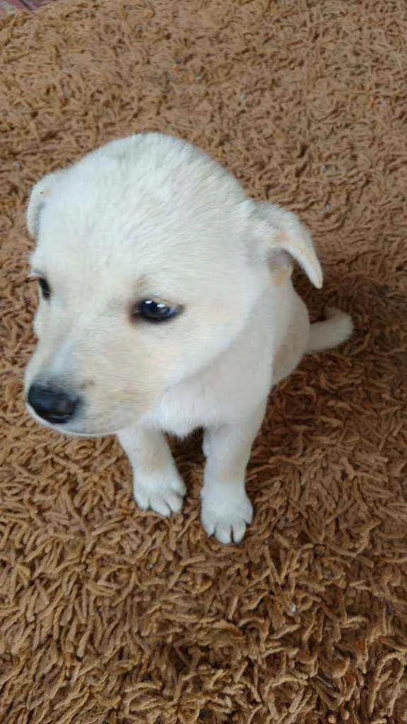 Cachorro raça Chau chau misturado idade Abaixo de 2 meses nome No momento n tem nom
