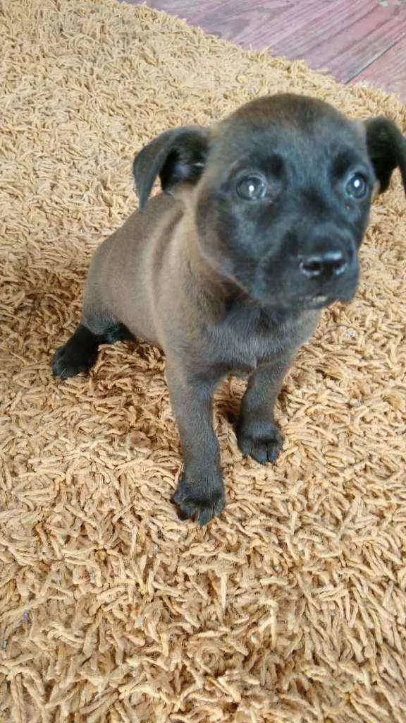 Cachorro raça Chau chau misturado idade Abaixo de 2 meses nome No momento n tem nom
