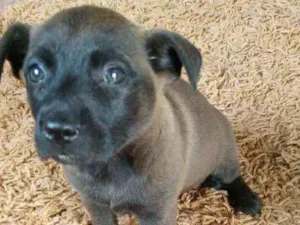 Cachorro raça Chau chau misturado idade Abaixo de 2 meses nome No momento n tem nom