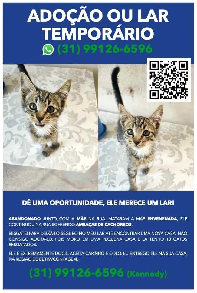 Gato raça Não definida  idade 2 a 6 meses nome Luiz Henrique 