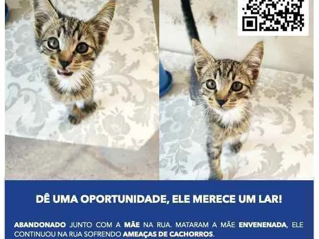 Gato raça Não definida  idade 2 a 6 meses nome Luiz Henrique 