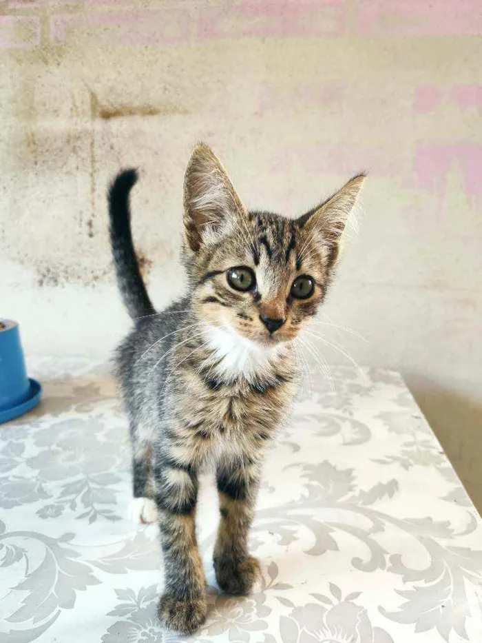 Gato raça Não definida  idade 2 a 6 meses nome Luiz Henrique 