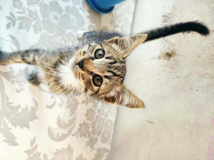 Gato raça Não definida  idade 2 a 6 meses nome Luiz Henrique 