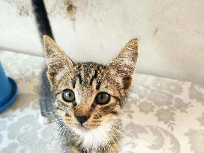 Gato raça Não definida  idade 2 a 6 meses nome Luiz Henrique 