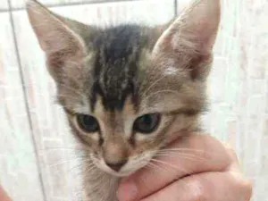 Gato raça Sem raça definida idade 2 a 6 meses nome Filhotes abandonados