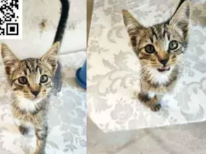 Gato raça Não definida  idade 2 a 6 meses nome Luiz Henrique 
