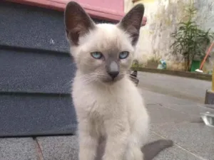 Gato raça Siamês idade 2 a 6 meses nome sem nome