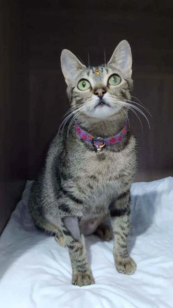 Gato raça SRD  idade 1 ano nome Dara