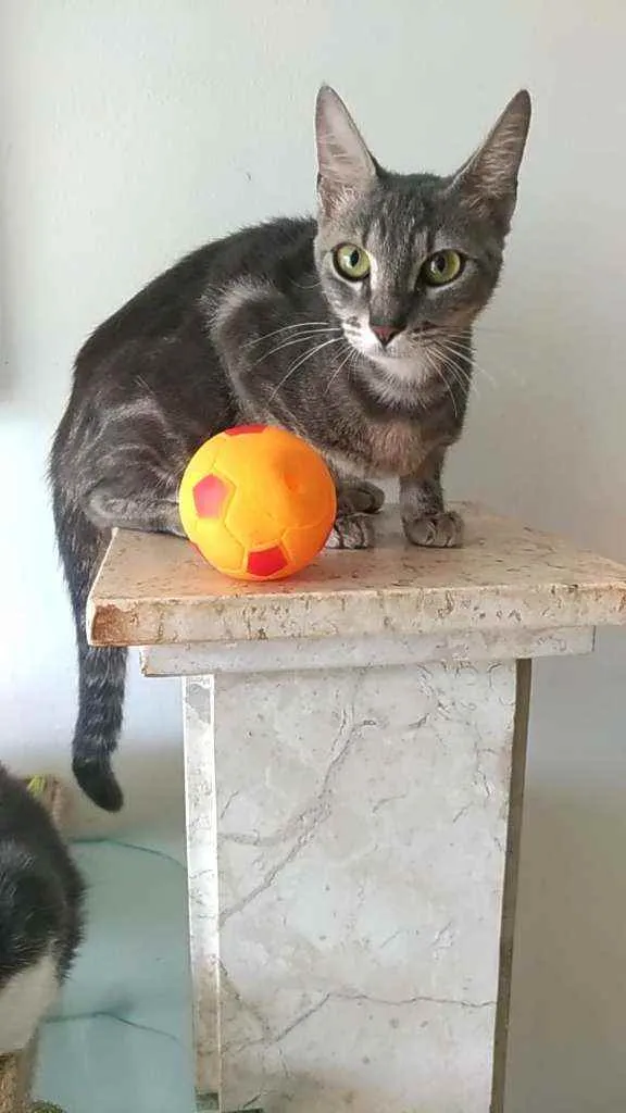 Gato ra a Srd idade 7 a 11 meses nome ADELY