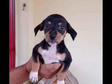 Cachorro ra a Srd idade Abaixo de 2 meses nome A escolher