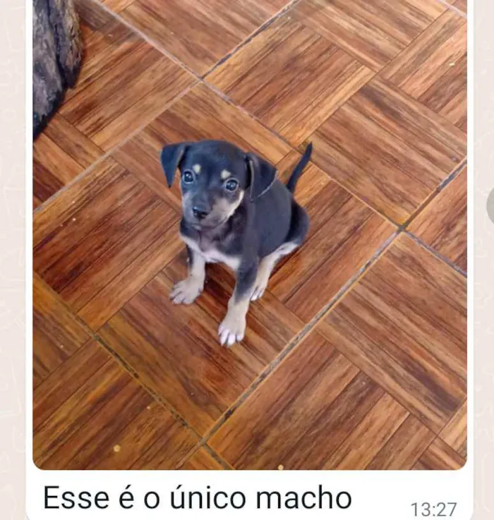 Cachorro ra a Srd idade Abaixo de 2 meses nome A escolher