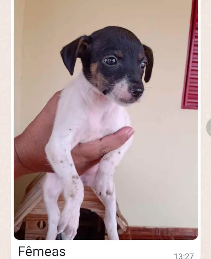 Cachorro ra a Srd idade Abaixo de 2 meses nome A escolher