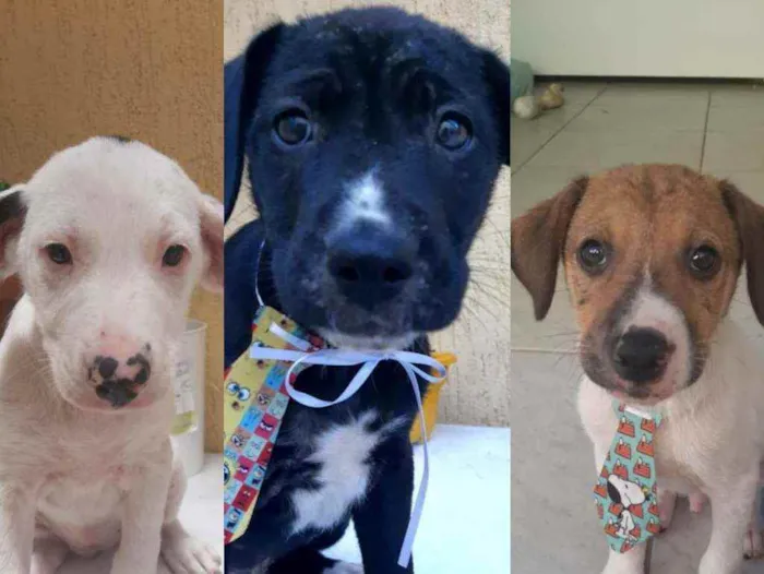 Cachorro ra a srd idade 2 a 6 meses nome Bob, safira, snoopy