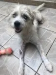 Cachorro raça SRD idade 7 a 11 meses nome Sem Nome 