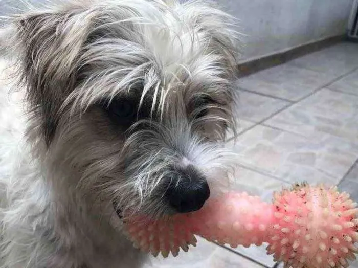 Cachorro raça SRD idade 7 a 11 meses nome Sem Nome 