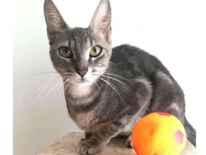 Gato raça Srd idade 7 a 11 meses nome ADELY