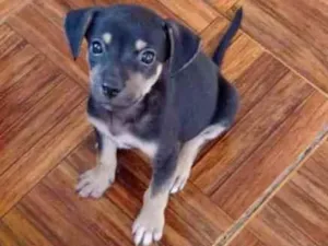 Cachorro raça Srd idade Abaixo de 2 meses nome A escolher