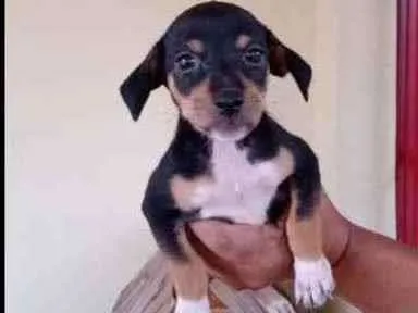 Cachorro ra a Srd idade Abaixo de 2 meses nome A escolher