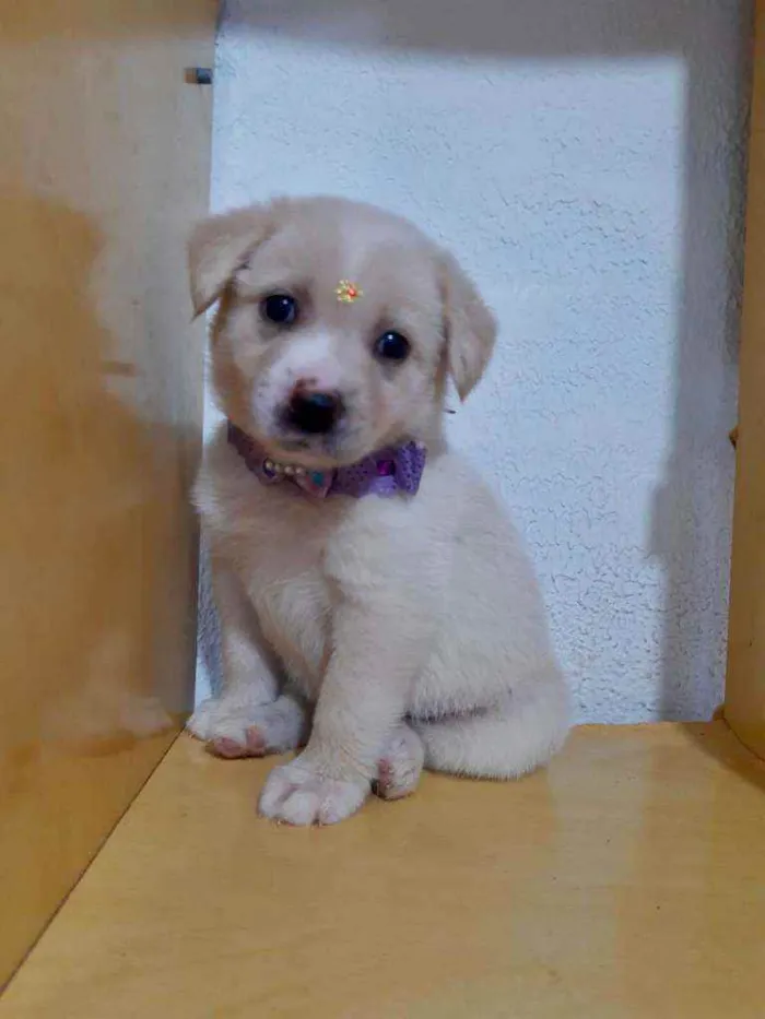 Cachorro raça SRD  idade Abaixo de 2 meses nome Lola