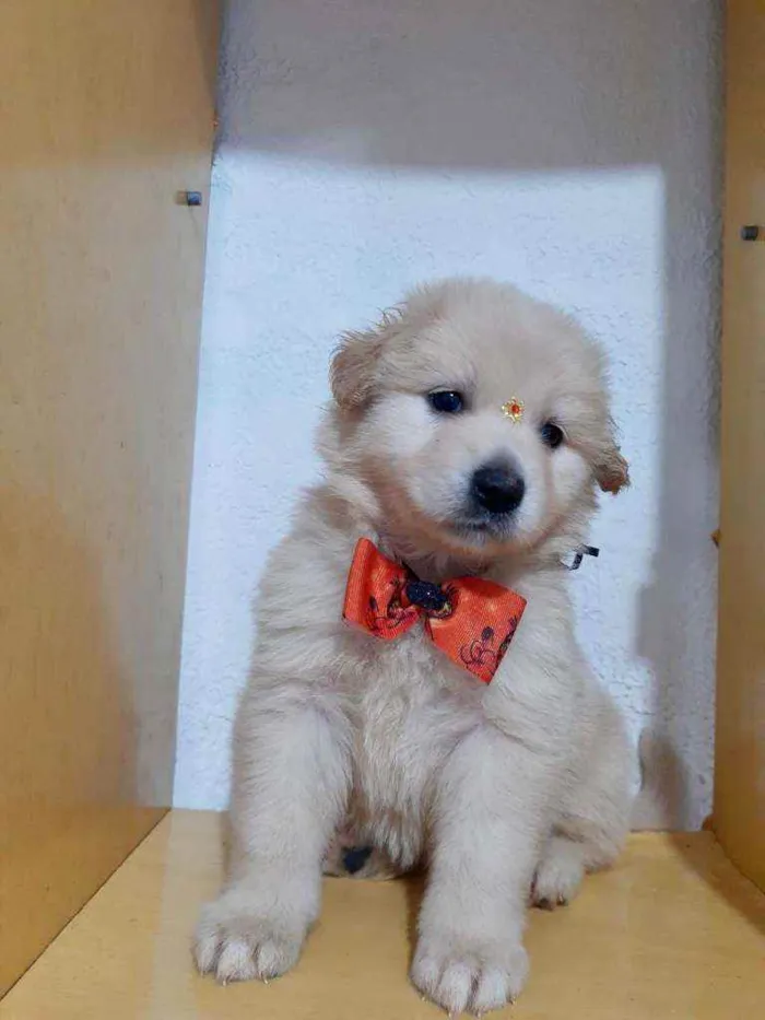 Cachorro raça SRD  idade Abaixo de 2 meses nome Lisa