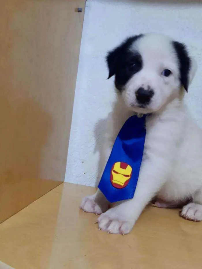 Cachorro raça SRD  idade Abaixo de 2 meses nome Billy