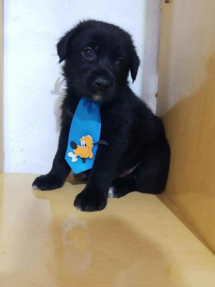 Cachorro raça SRD  idade Abaixo de 2 meses nome Bob 