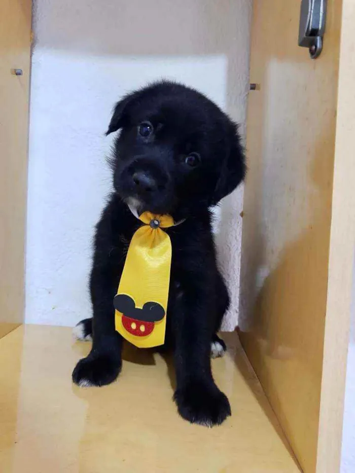 Cachorro raça SRD  idade Abaixo de 2 meses nome Bob 