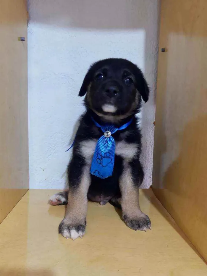 Cachorro raça SRD  idade Abaixo de 2 meses nome Spike 