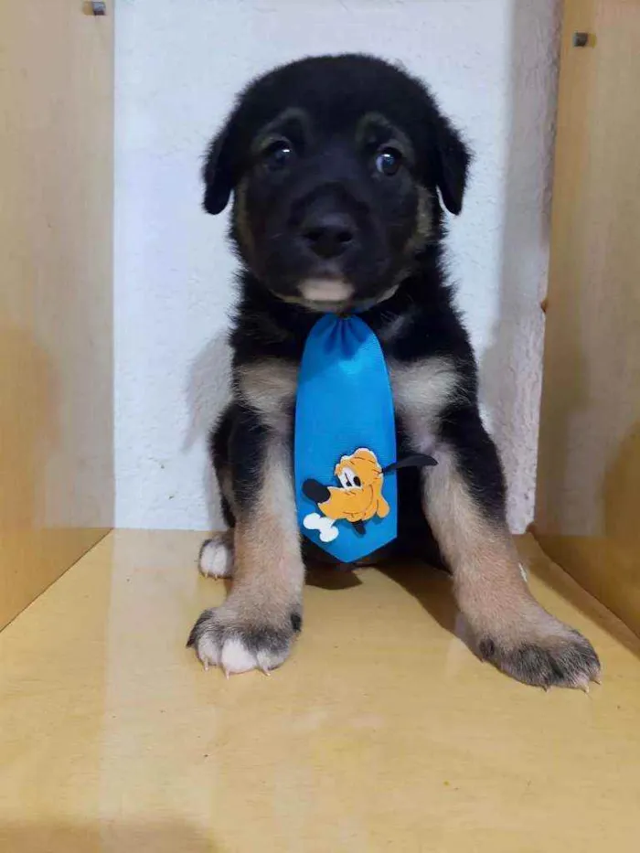 Cachorro raça SRD  idade Abaixo de 2 meses nome Spike 