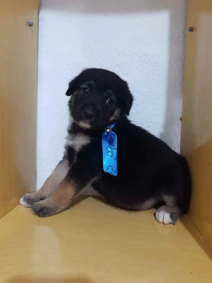 Cachorro raça SRD  idade Abaixo de 2 meses nome Spike 