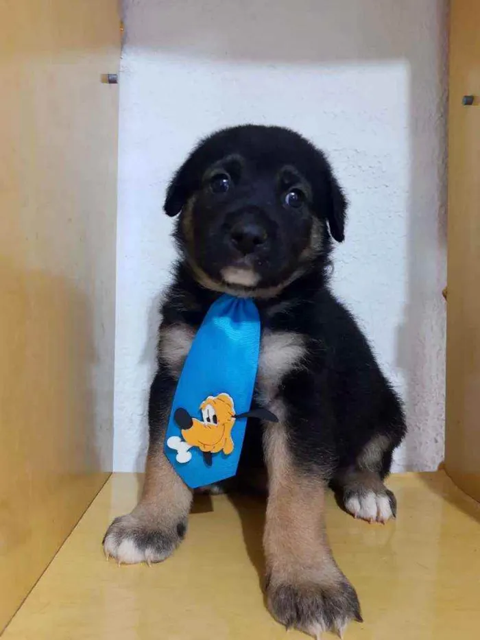 Cachorro raça SRD  idade Abaixo de 2 meses nome Spike 