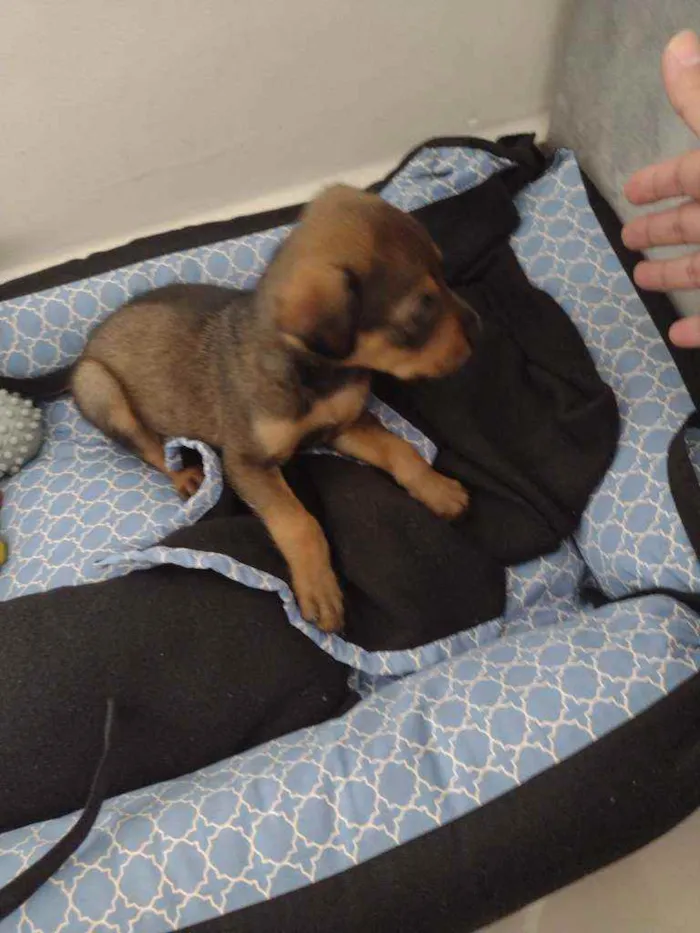 Cachorro ra a Vira lata idade Abaixo de 2 meses nome Chico 
