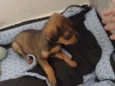Chico 