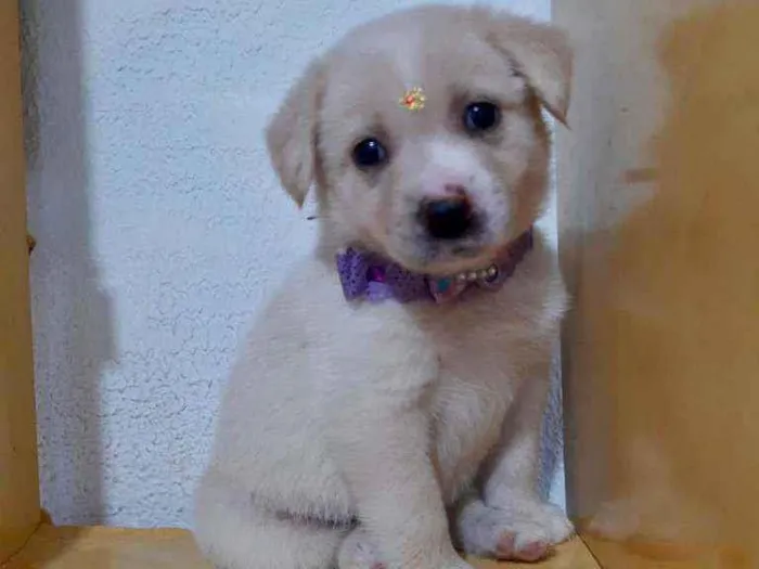 Cachorro raça SRD  idade Abaixo de 2 meses nome Lola