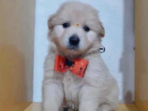 Cachorro raça SRD  idade Abaixo de 2 meses nome Lisa