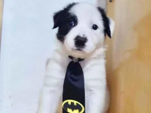 Cachorro raça SRD  idade Abaixo de 2 meses nome Billy
