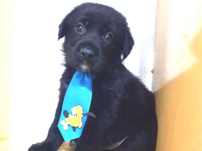 Cachorro raça SRD  idade Abaixo de 2 meses nome Bob 