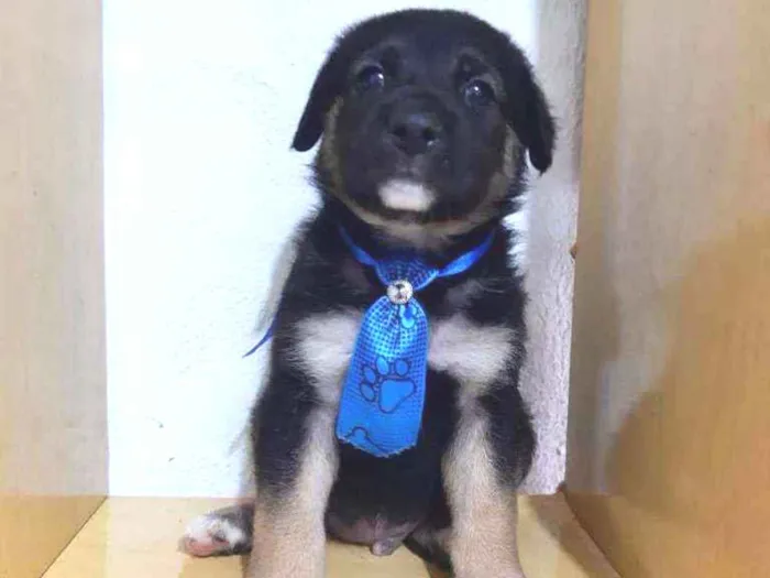 Cachorro raça SRD  idade Abaixo de 2 meses nome Spike 