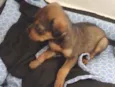 Chico 