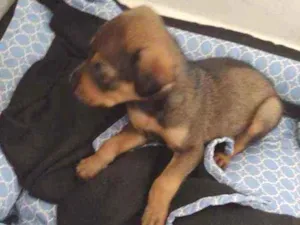 Cachorro raça Vira lata idade Abaixo de 2 meses nome Chico 