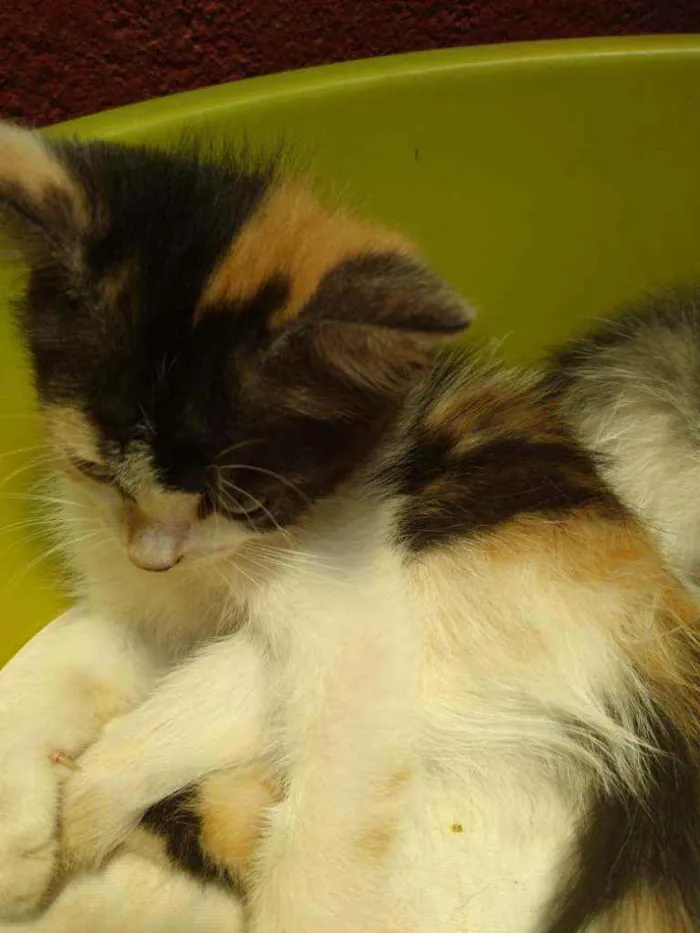 Gato raça Gatos vira latas idade 2 a 6 meses nome Não tem nome