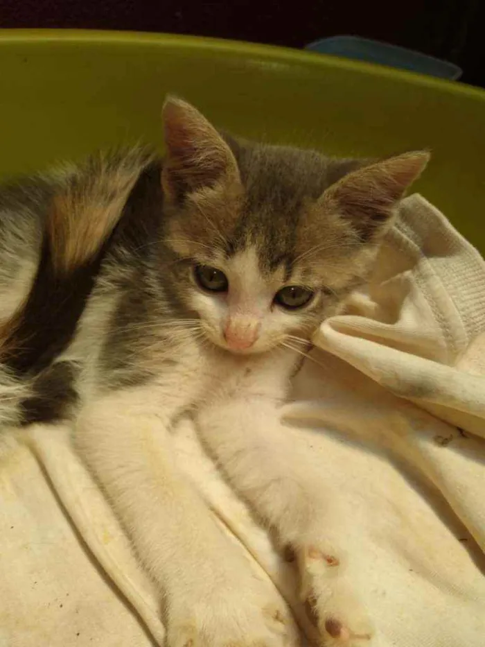 Gato raça Gatos vira latas idade 2 a 6 meses nome Não tem nome
