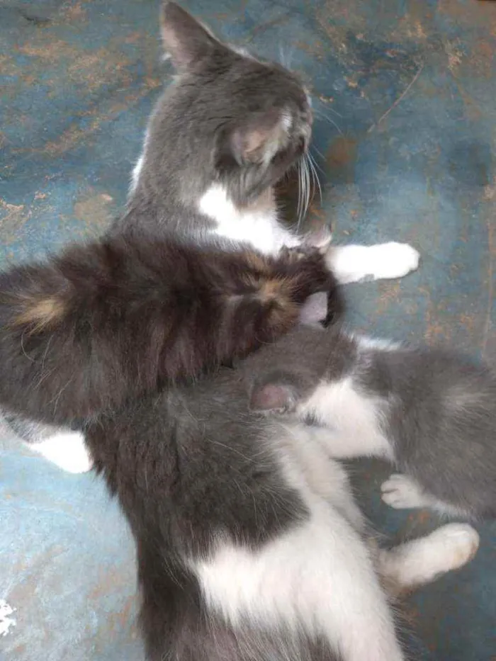 Gato raça Gatos vira latas idade 2 a 6 meses nome Não tem nome