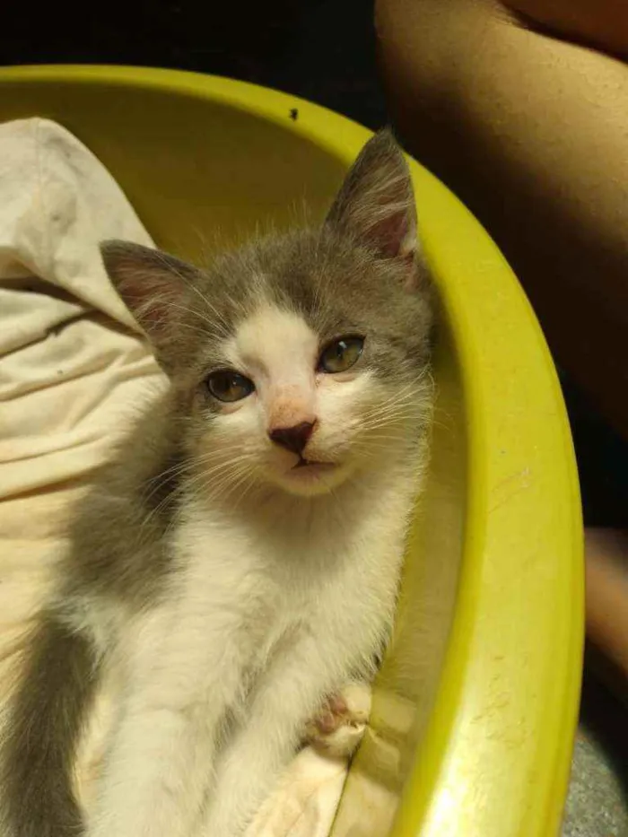 Gato raça Gatos vira latas idade 2 a 6 meses nome Não tem nome