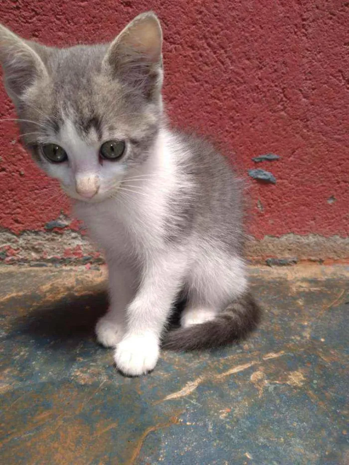 Gato raça Gatos vira latas idade 2 a 6 meses nome Não tem nome